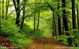 奥林匹克公园树林