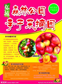 李子采摘