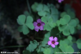 三叶草小花