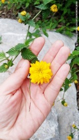 黄色的小花