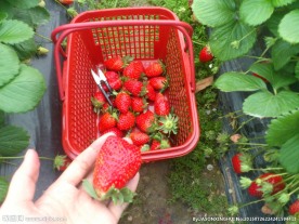 草莓 红草莓 摘草莓图片