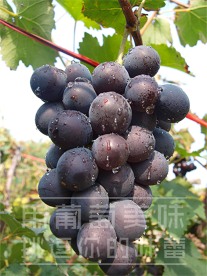 葡萄 巨峰葡萄 紫色葡萄