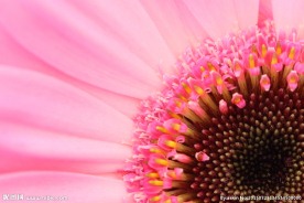 粉色菊花
