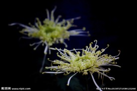 菊花 花卉 黄色菊花 粉色菊花