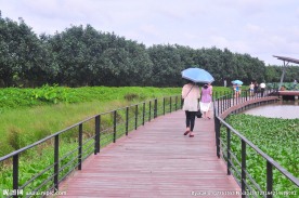 湿地公园