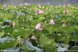 荷花池