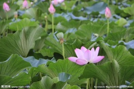 荷花池