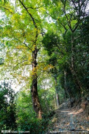 东坪古道