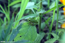 绿草青蛙摄影图片