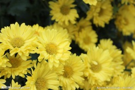 秋菊