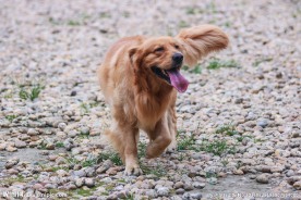金毛犬