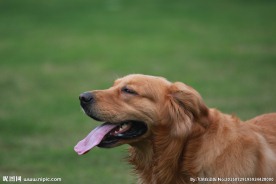 金毛巡回犬