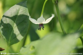 辣椒花