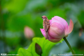 荷花与麻雀