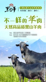 黑山羊广告