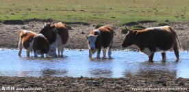 内蒙古坝上风光