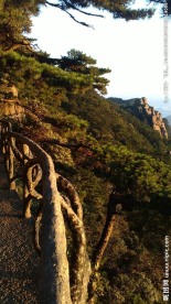 山顶上的森林