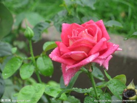 雨露月季花