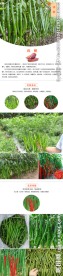 淘宝蔬菜线椒详情设计