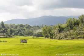 高山草原背景