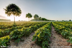 草莓园（高清细节）