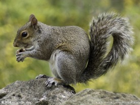 松鼠