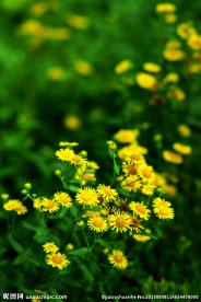 邹菊