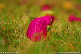 掉落花瓣 草地