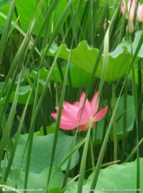 荷花 芙蕖 红蕖 水芙蓉 莲花