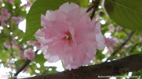一朵小花