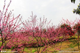 桃花艳
