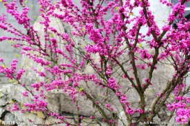 粉色桃花