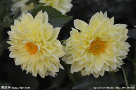 小丽花