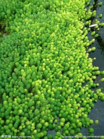 水草