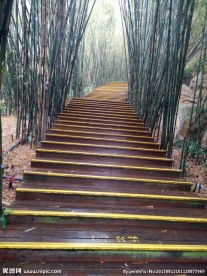 竹林 竹子
