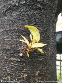 嫩芽 树木 嫩叶 枝干 植物