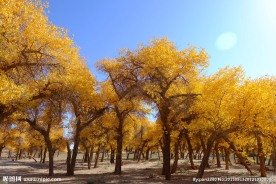 胡杨林风光