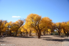 胡杨林风光
