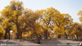 胡杨林风光
