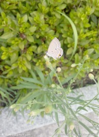 蝶花