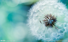 清新非主流蒲公英图片