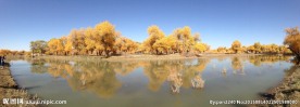 胡杨林风光