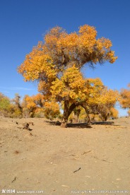胡杨林风光