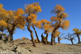 胡杨林风光