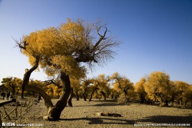 胡杨林风光