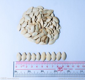 白瓜子