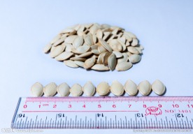 白瓜子