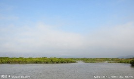 红树林