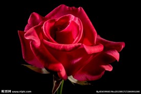 红玫瑰