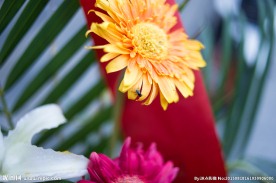 扶郎花 扶郎
